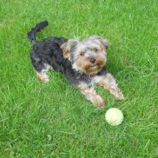 Yorkshire terrier Lucas