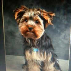 Yorkshire terrier Lucas
