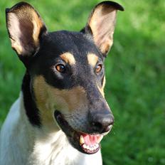 Collie korthåret Kia Himmelhund