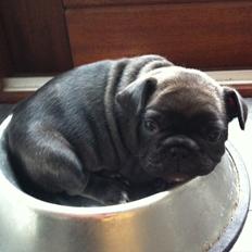 Fransk bulldog Liló