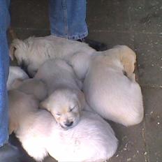 Golden retriever Ada