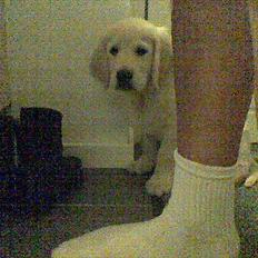 Golden retriever Ada