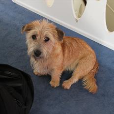 Irish Glen of Imaal Terrier Aiofe (Aifi)
