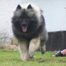 Keeshond Basco