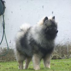 Keeshond Basco