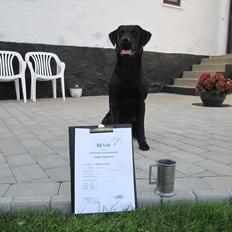 Labrador retriever Murphy