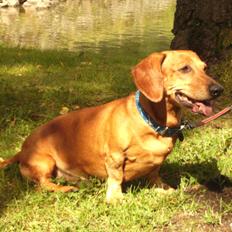 Gravhund Rex - R.I.P.