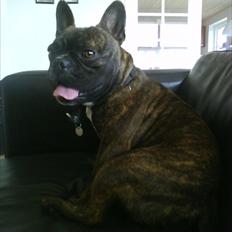Fransk bulldog Kenzo