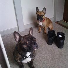 Fransk bulldog Kenzo