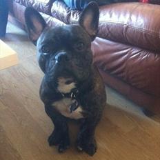 Fransk bulldog Kenzo