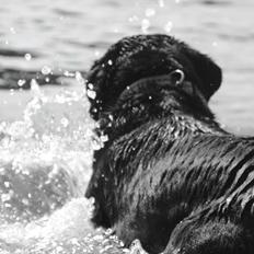 Labrador retriever Balder