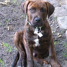 Blanding af racer lucky