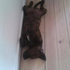 Blanding af racer lucky