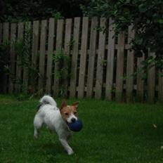 Jack russell terrier Max