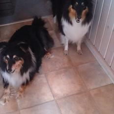 Shetland sheepdog Bella