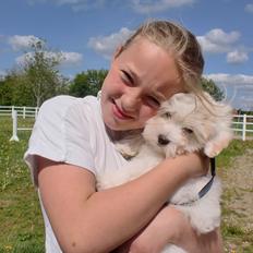 Coton de tulear Noah<3 Min dreng:-*(R.I.P)