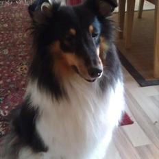 Shetland sheepdog Bella