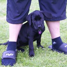 Labrador retriever Qila