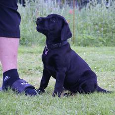 Labrador retriever Qila