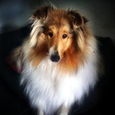Collie langhåret Gaia
