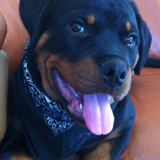 Rottweiler cooda