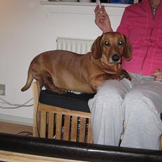 Gravhund Fiffe r.i.p