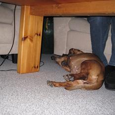 Gravhund Fiffe r.i.p