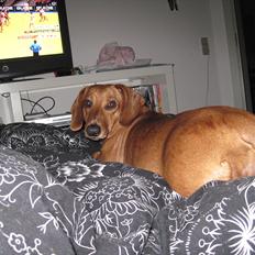 Gravhund Fiffe r.i.p