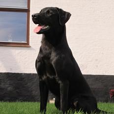 Labrador retriever Murphy