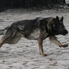 Schæferhund Sund Hund Ella