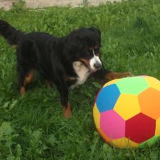 Berner sennenhund Nala *min eneste  ene*