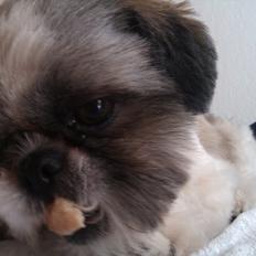 Shih tzu Deisey