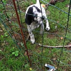 Blanding af racer nellie