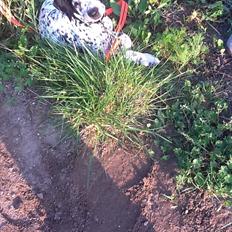 Blanding af racer nellie