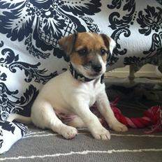 Jack russell terrier Skovly's Emmalou