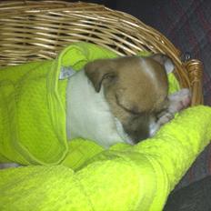 Jack russell terrier Skovly's Emmalou