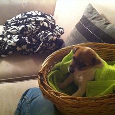 Jack russell terrier Skovly's Emmalou