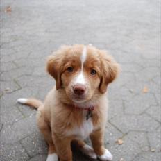 Nova scotia duck tolling retriever Buffy