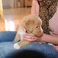 Nova scotia duck tolling retriever Buffy
