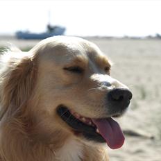 Golden retriever Laddy