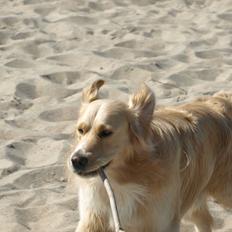 Golden retriever Laddy