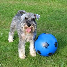Dvaergschnauzer Ocean Al ( Tjeko )