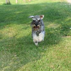 Dvaergschnauzer Ocean Al ( Tjeko )