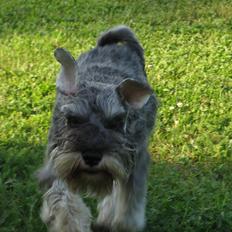 Dvaergschnauzer Ocean Al ( Tjeko )