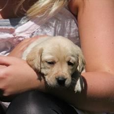 Labrador retriever Rica