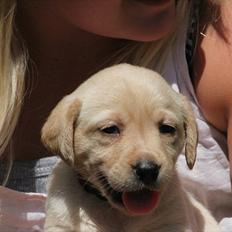 Labrador retriever Rica