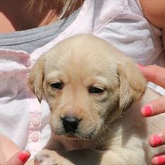 Labrador retriever Rica