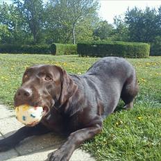 Labrador retriever Tais