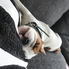 Engelsk bulldog Simba