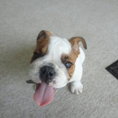 Engelsk bulldog Simba